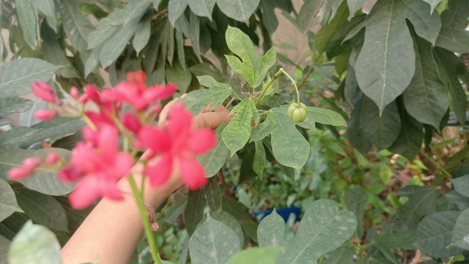 लाल जत्रोफा